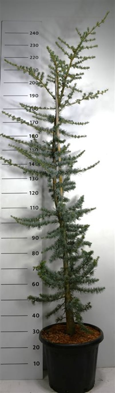 Cedrus l. 'Glauca' - C25 220-240 CM